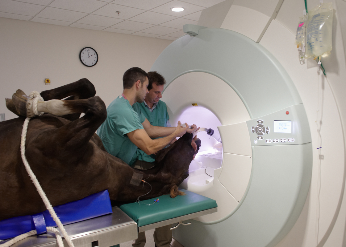 Ветеринарная салехард. Компьютерный томограф для животных. Мрт для животных. Магнитно-резонансная томография животных. Аппарат кт в ветеринарии.